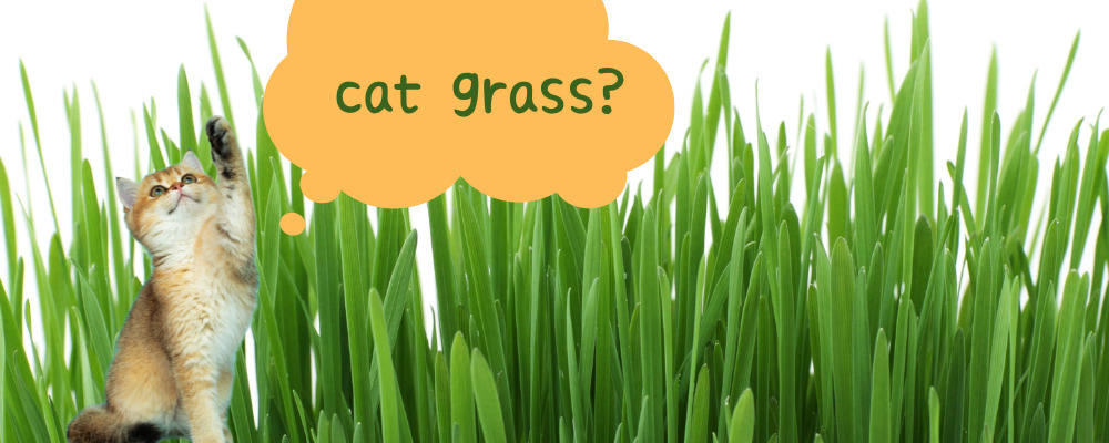 cat grass?