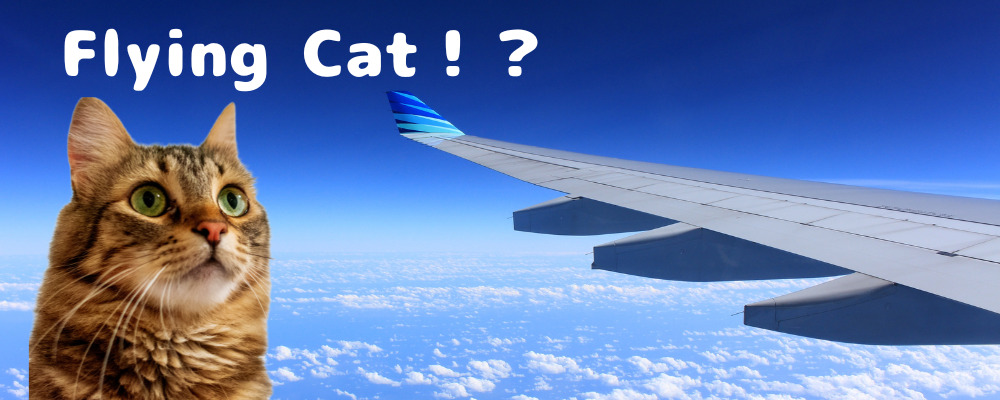 Flying Cat！？