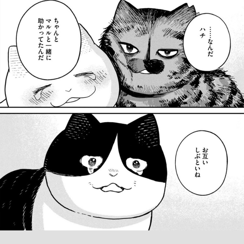 再会できた3丁目の猫たち