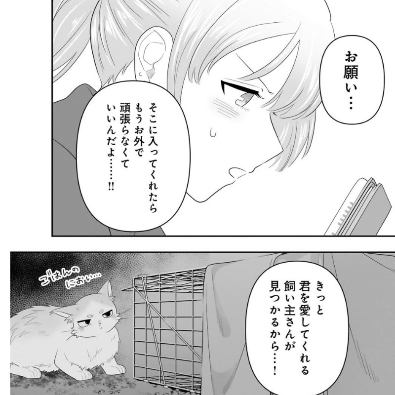 外猫の捕獲を試みる