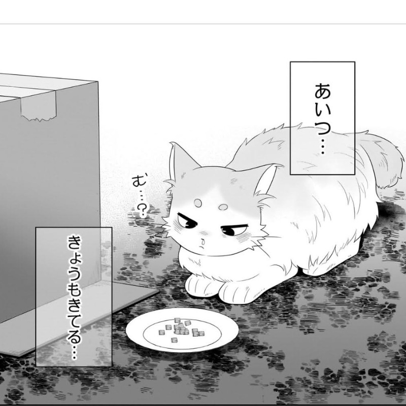 近所に現れた外猫