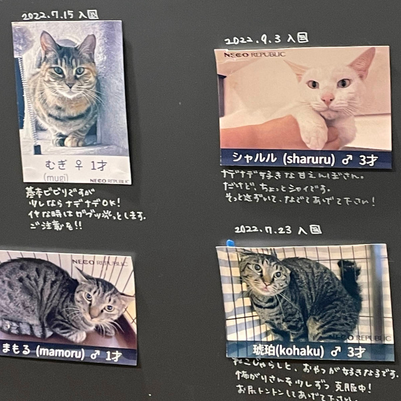 猫たちのプロフィール