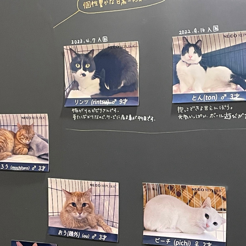 猫たちのプロフィール