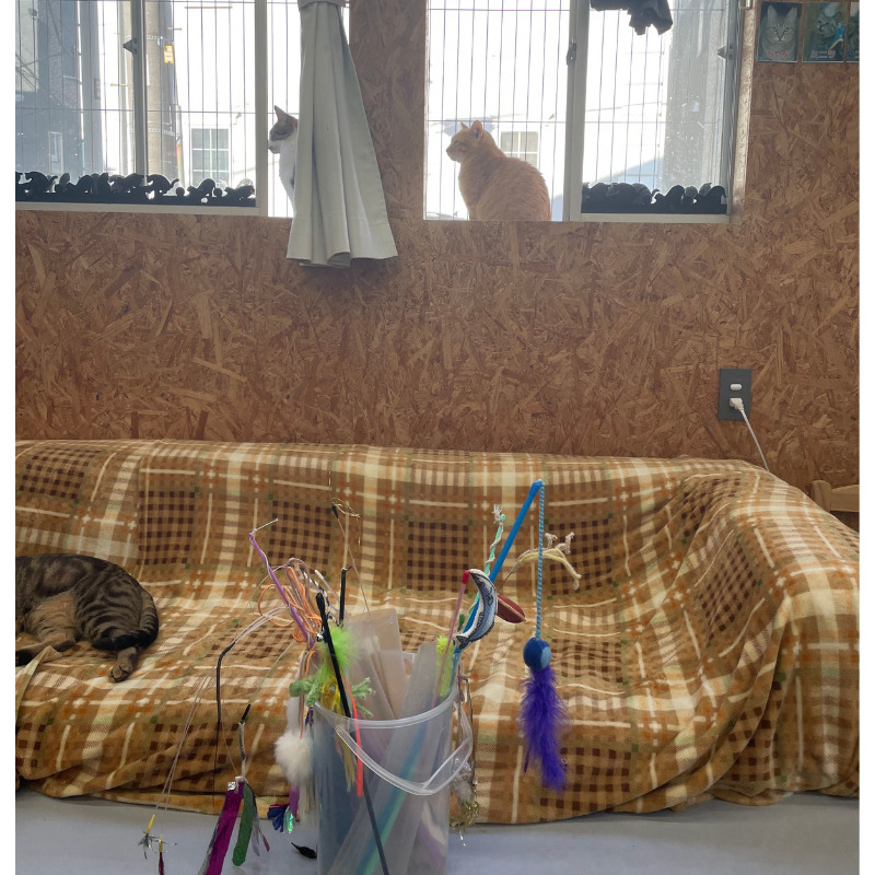 猫と遊ぶ部屋