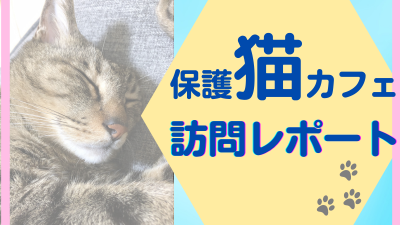 保護猫カフェ訪問レポート