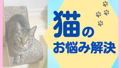 猫のお悩み解決