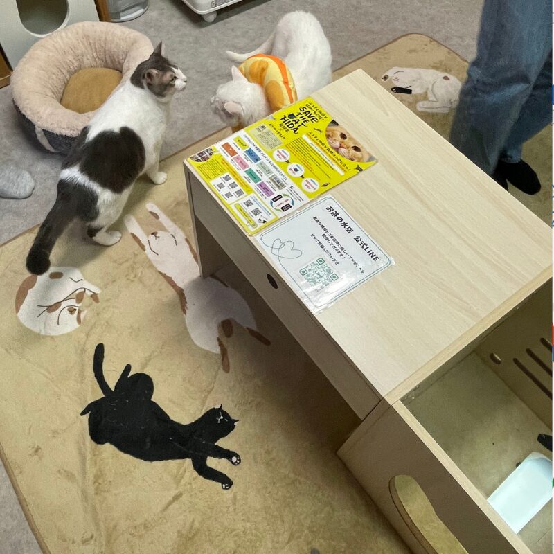 りんご猫部屋