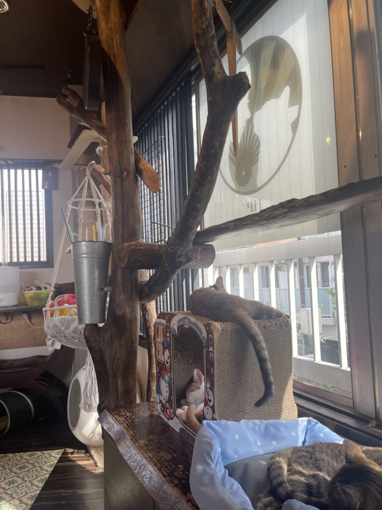 窓辺でお昼寝中