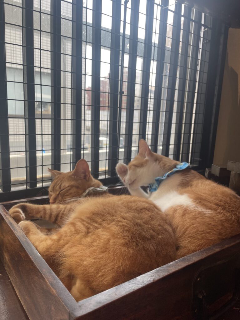 二匹で日向ぼっこ