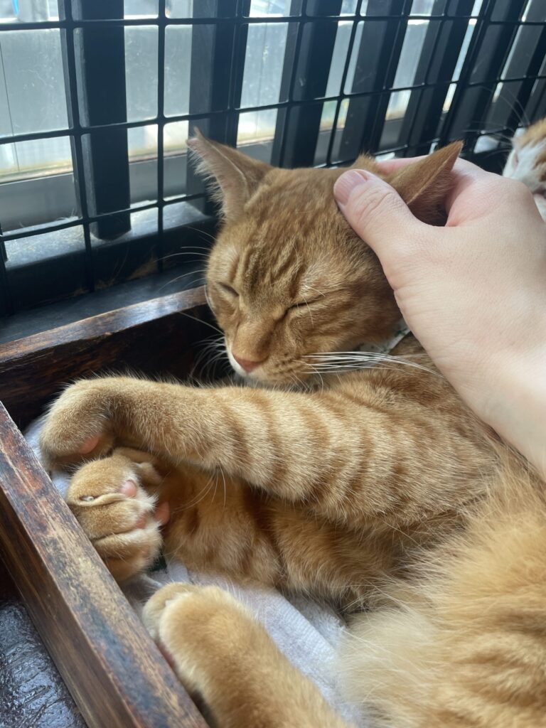 ふわふわな被毛