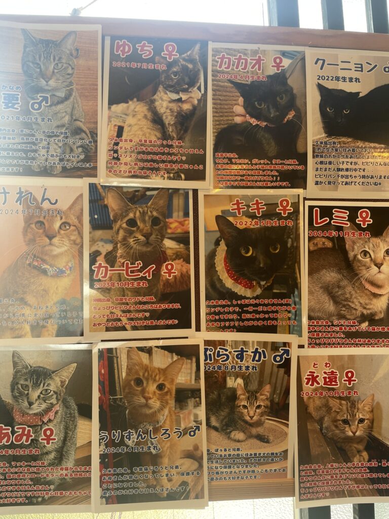 保護猫プロフィール