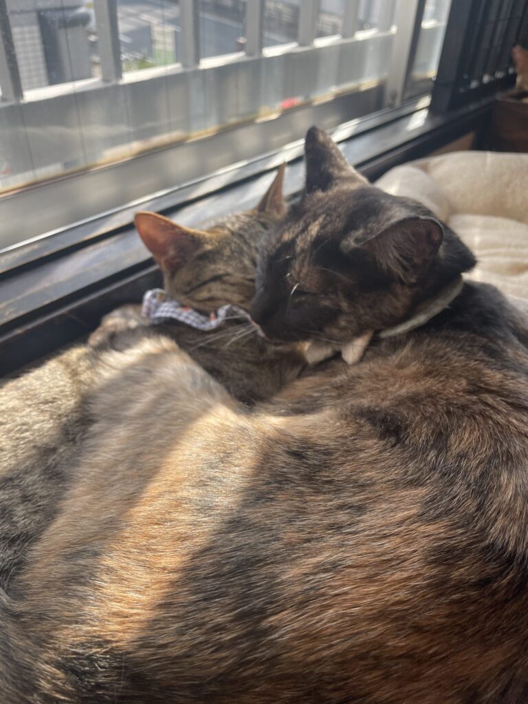くっついてお昼寝中