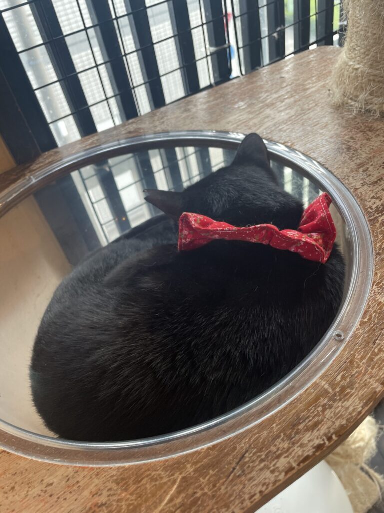 お昼寝中の黒猫