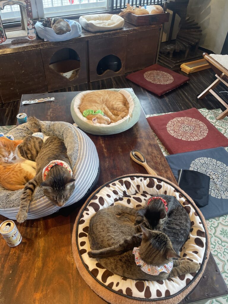 みんなでお昼寝中