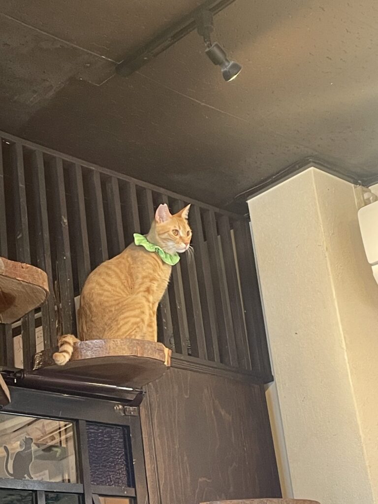 お出迎えする茶トラ猫