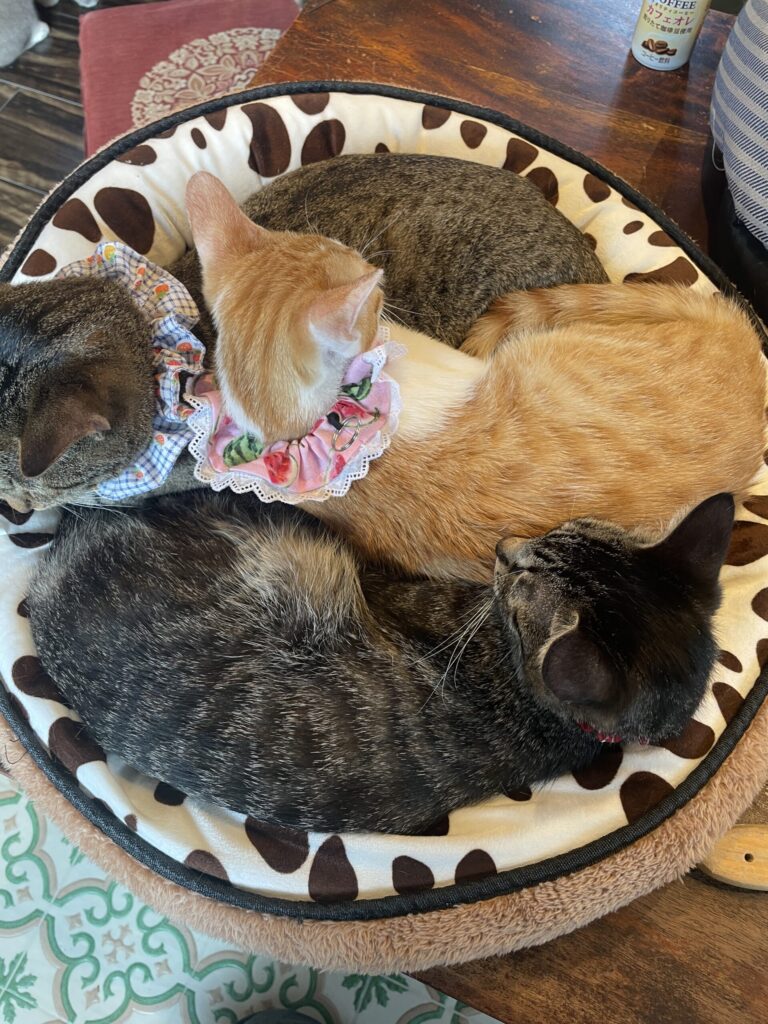 かわいいぎゅうぎゅう詰め