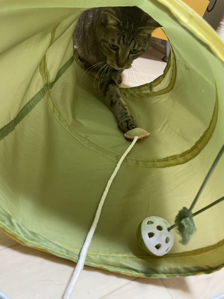 へちまのオモチャ