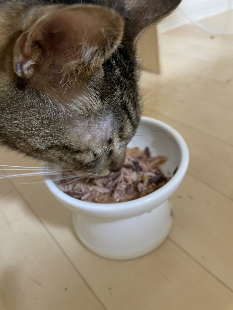 ウエットフードも口に残りやすい