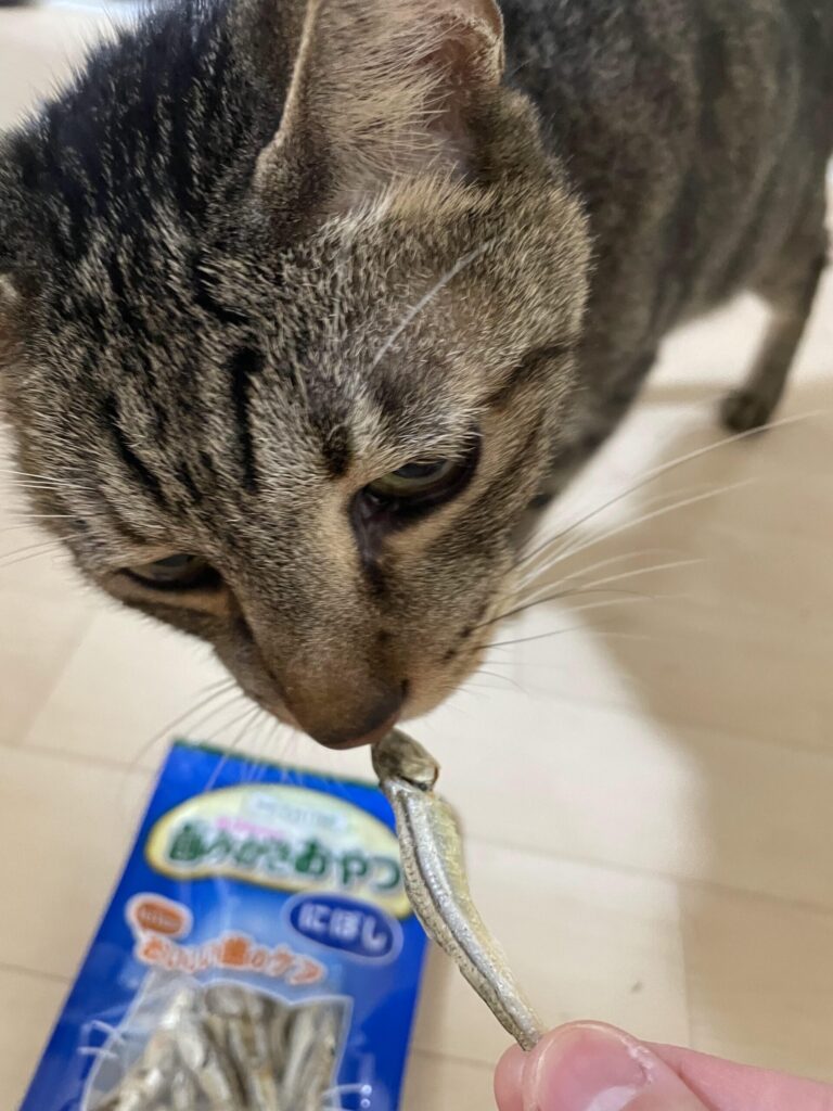 歯磨きオヤツ にぼし