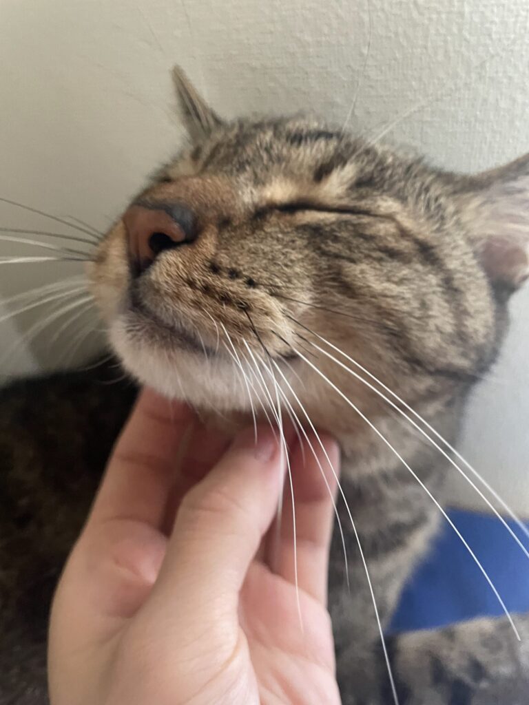 顎周りは気持ちいい