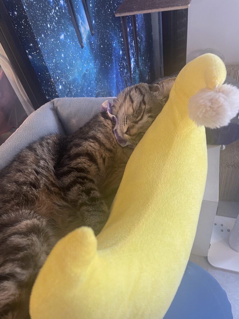 月のクッションですやすや眠る