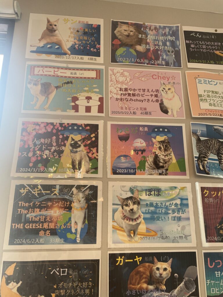 保護猫プロフィール
