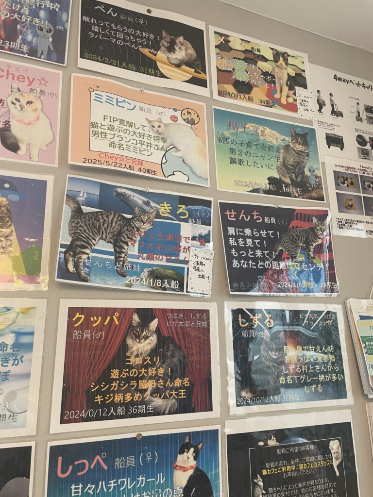 保護猫プロフィール