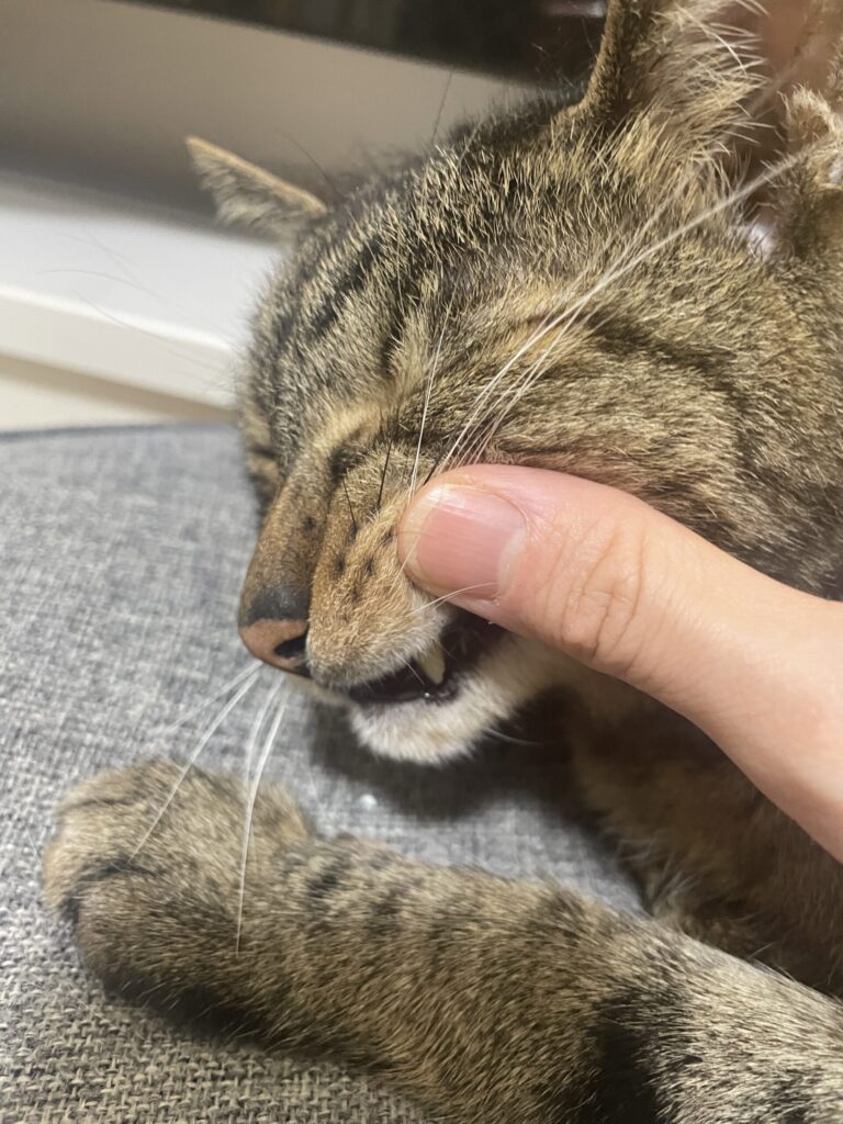 犬歯をチラ見せ