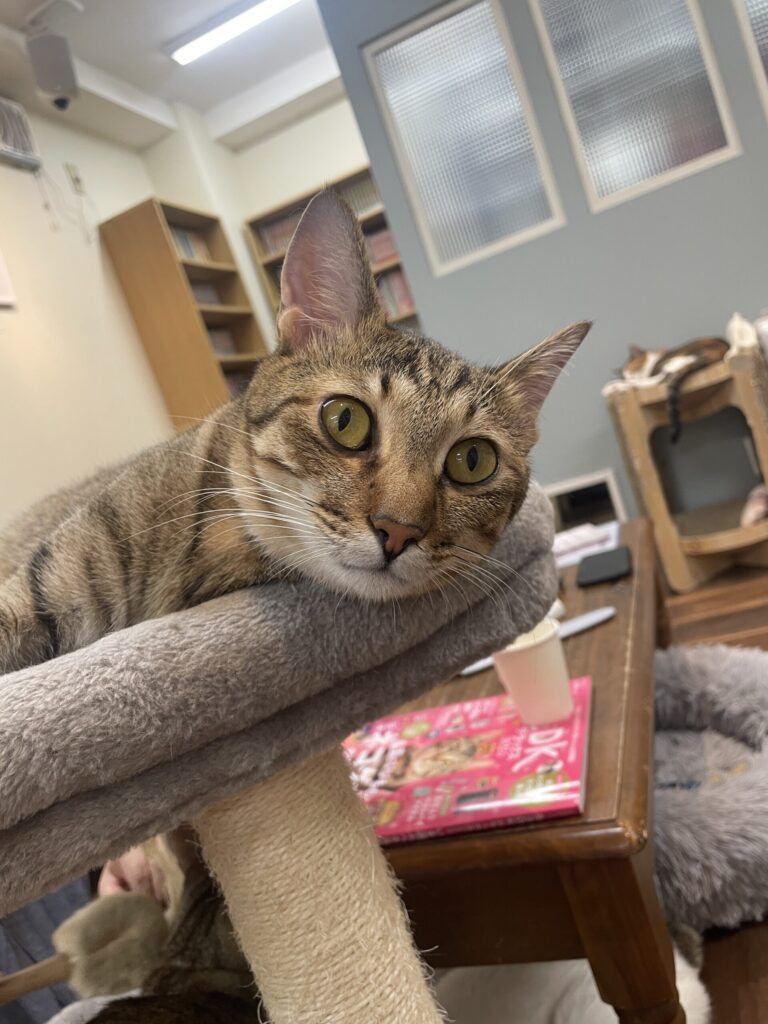 目の大きなペタくん