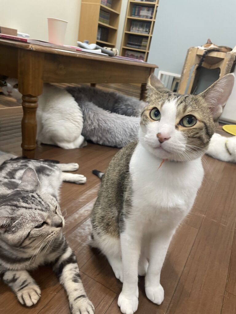 挨拶にきてくれた、きま助くん