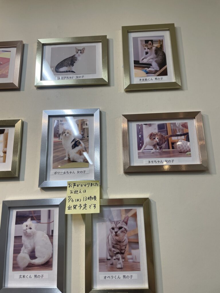 保護猫プロフィール