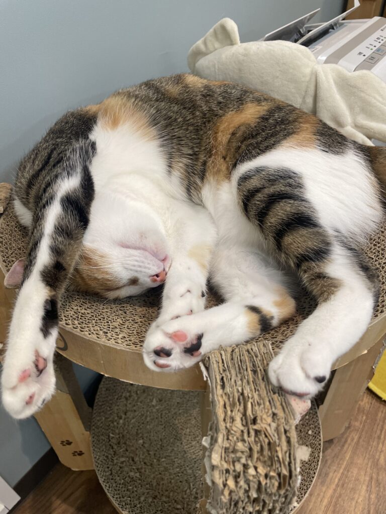 ふにゃふにゃネモちゃん