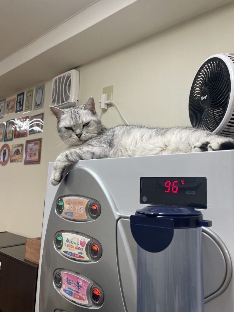 ドリンクサーバーの上にイオちゃん