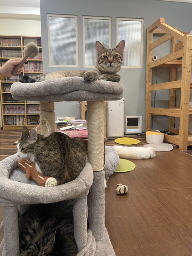 キャットタワーは猫だらけ
