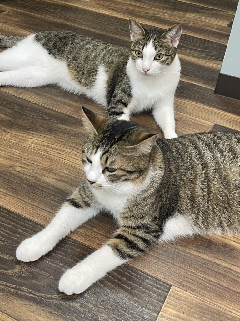 キジ白コンビ
