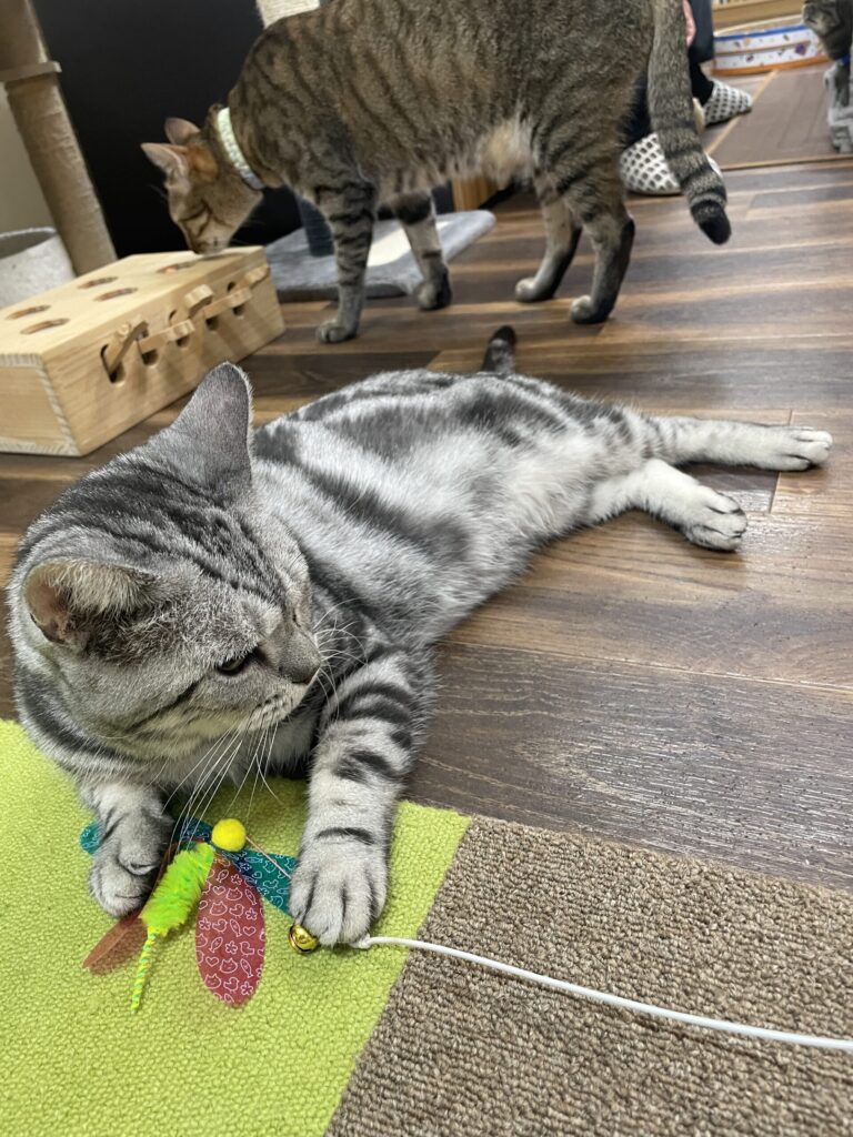 猫じゃらしををキャッチ!