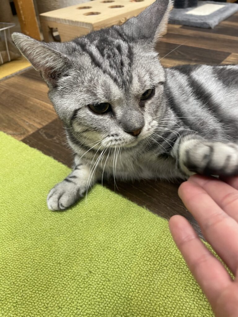 お手をしてくれたオペラくん