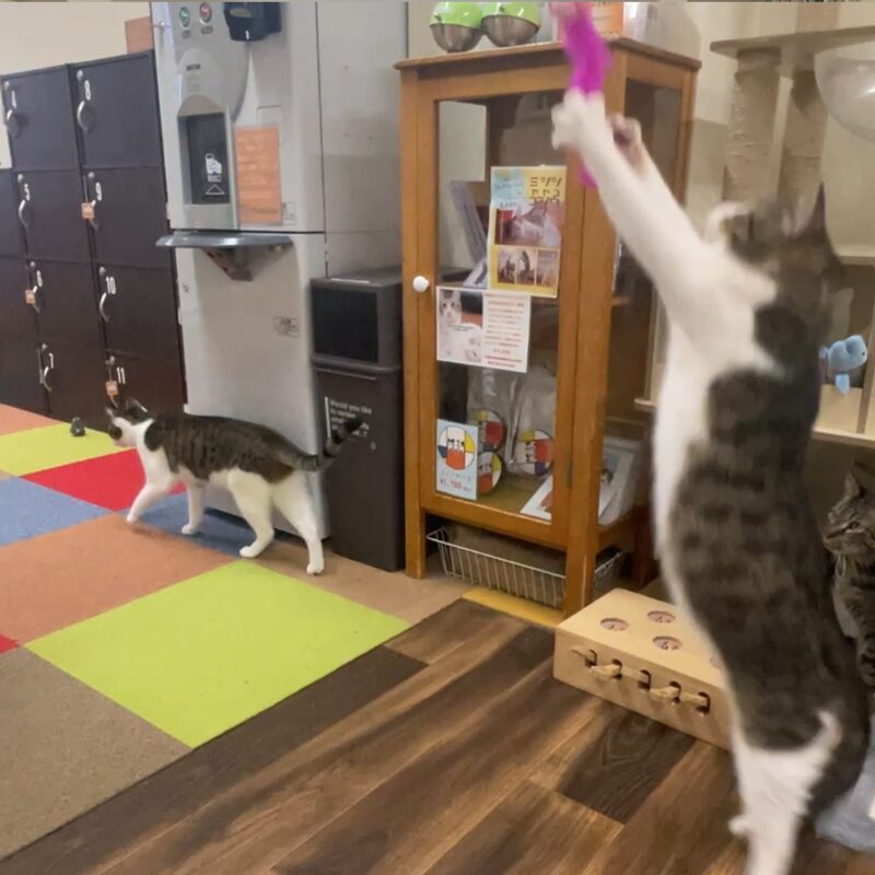 かっくんの大ジャンプ