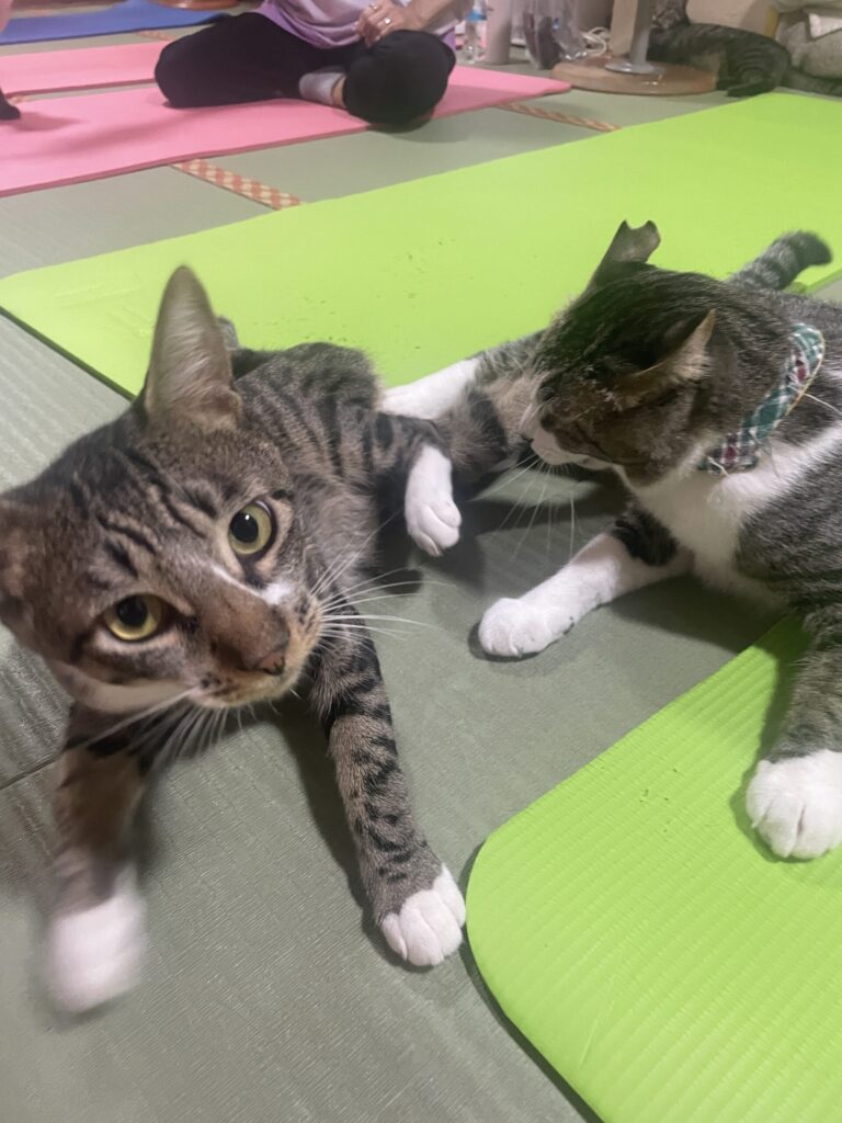 カメラ目線のあさづけくん