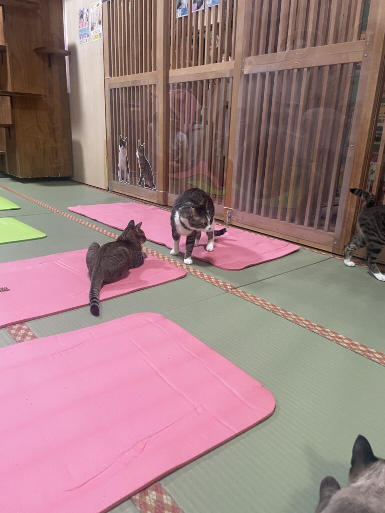 触れ合いルーム