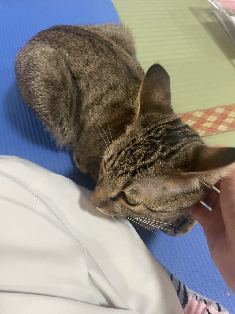 ヨガマットにきてくれた