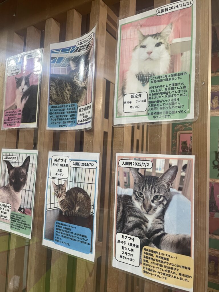 保護猫プロフィール