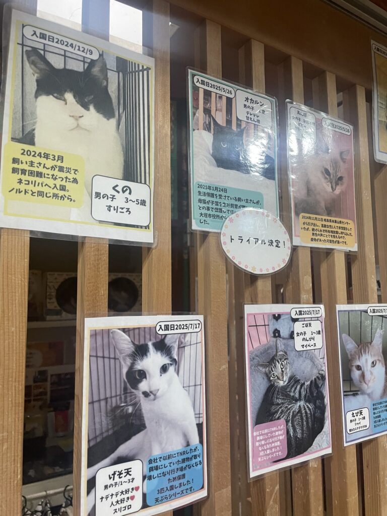 保護猫プロフィール