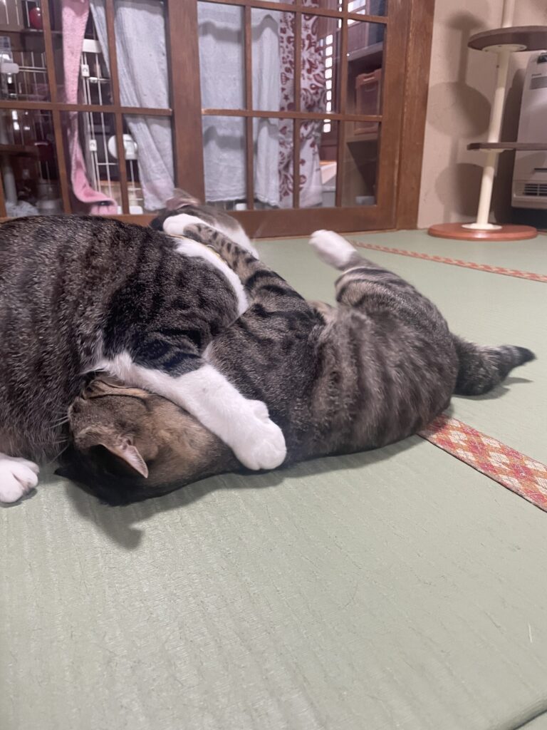可愛いのぶつかり合い