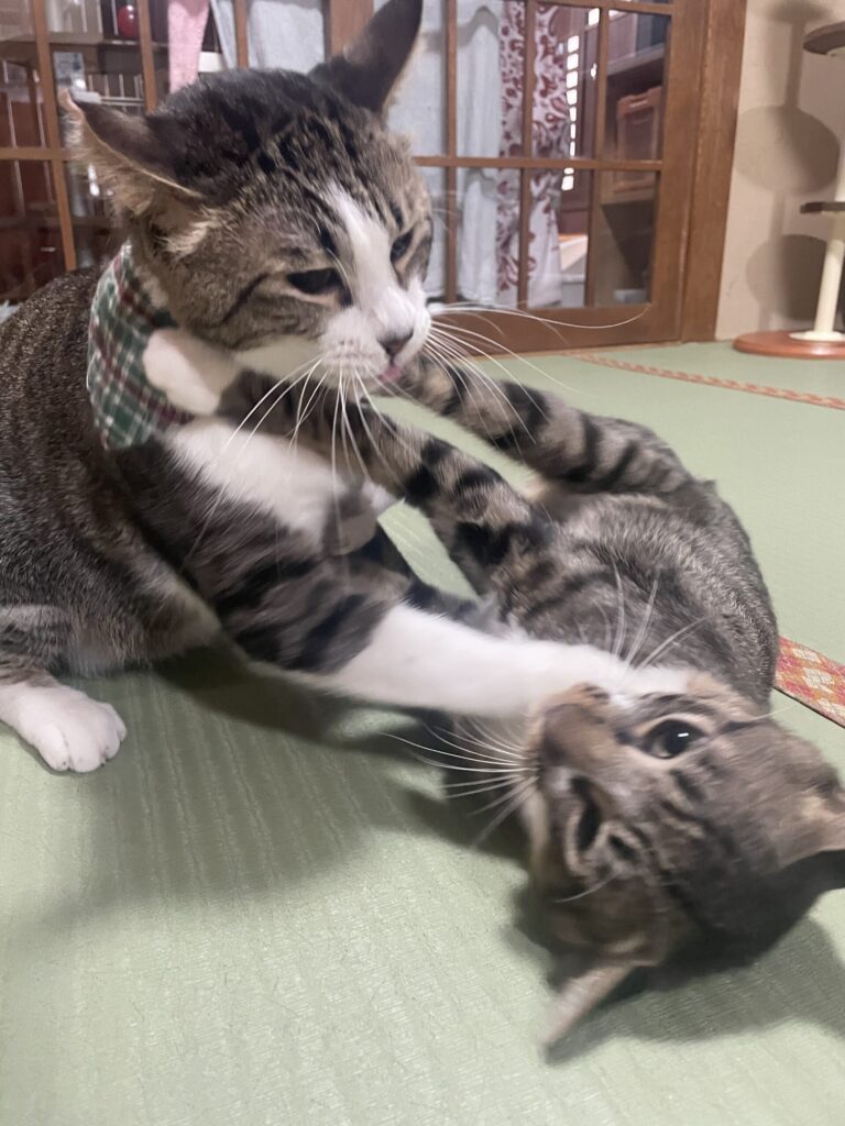突然のバトル
