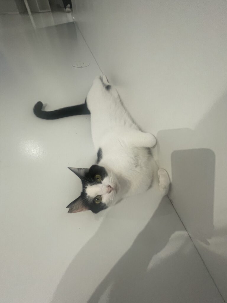 壁にピタッとハチワレ猫