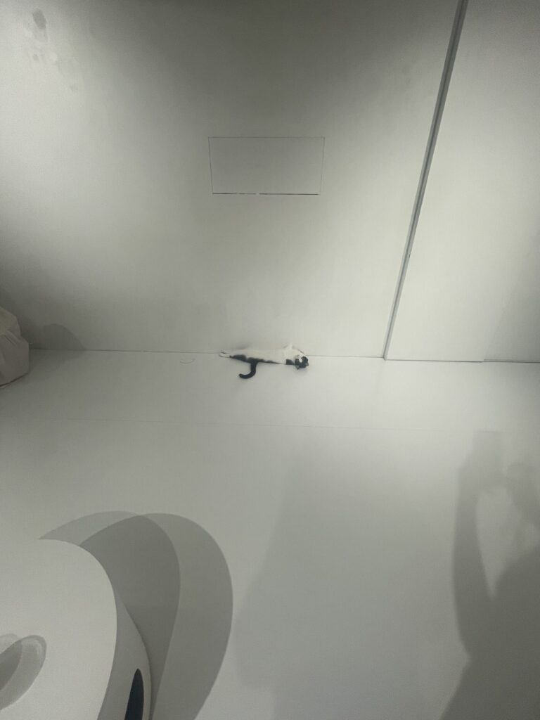 白い壁にくっついているのは？