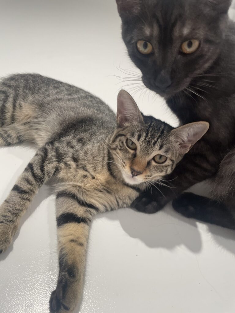 猫たちも仲良し