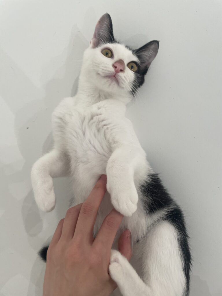 お腹を見せてくれた白黒猫