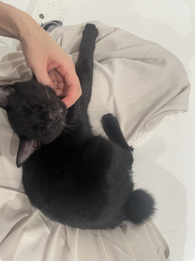 膝の上でゴロゴロ